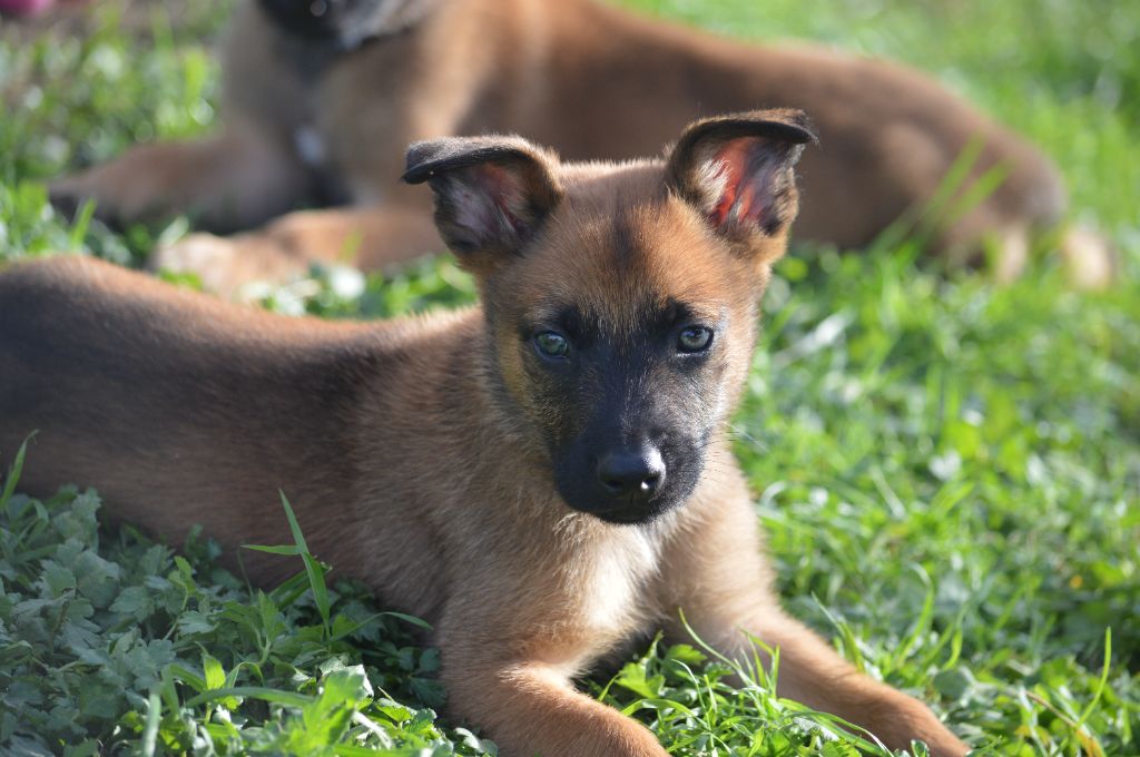 Des Légendes De Malines - Chiots disponibles - Berger Belge